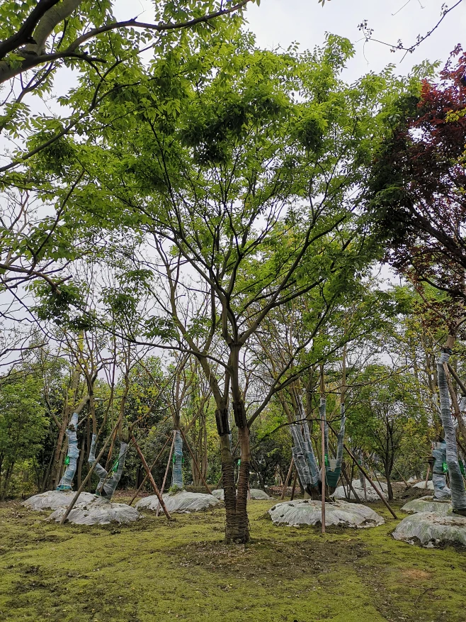 朴树-花瓣网