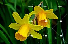 水仙花 花卉背景 花朵 春天 黄色 复活节 性质 花壁纸