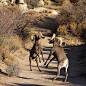 Joshua Tree National Park - CA, USA:Desert Bighorn Sheep (Ovis canadensis nelsoni) Male bighorns, known as rams, are less subtle when it comes to finding 
mates - they focus more on competing rams than on the females 
themselves. Only the dominant males w