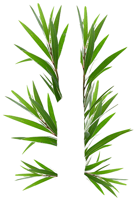 互生白叶千层叶 澳洲茶树 png