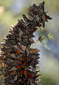 The leaning tower of butterflies: Mass of Monarchs in Mexico.