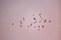 flock of birds flying under white sky during daytime