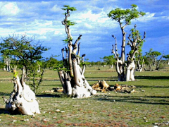 大溪地农业种植研究所采集到场景 植物山石设计