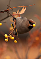 (1) Tumblr