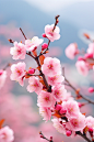 春季桃花高清风光摄影图