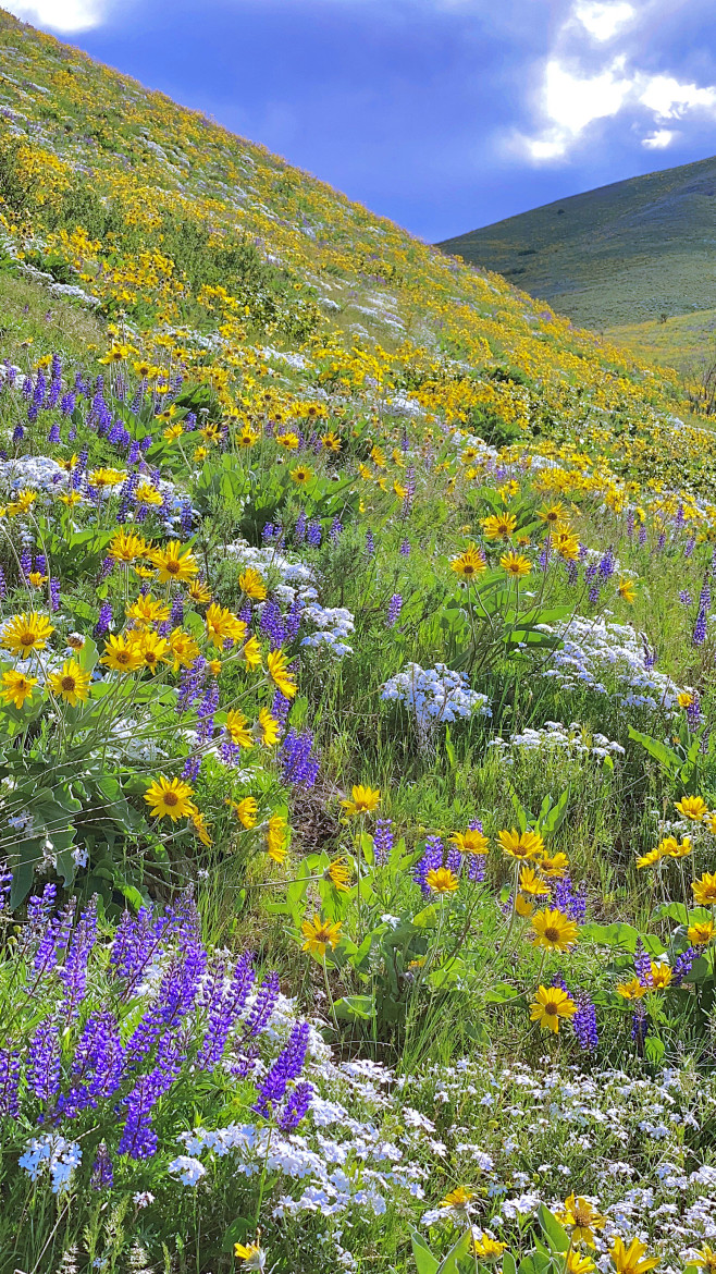 山花烂漫