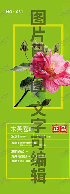 木芙蓉叶 【酷图网】拒霜叶,芙蓉花叶,铁箍散,手绘,插画,线描,白描,国画,素描,包装设计元素,设计元素,插图,插画手稿,中药名插画,中药手绘,野生,高山,药丸,文化艺术,绘画书法,平面