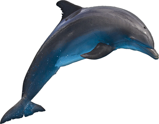 海豚PNG