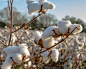 Close up of defoliated cotton plant by Jackie  Nix on 500px