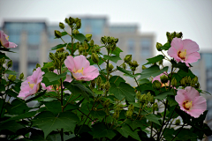 xiaobinpian采集到花－草－植物