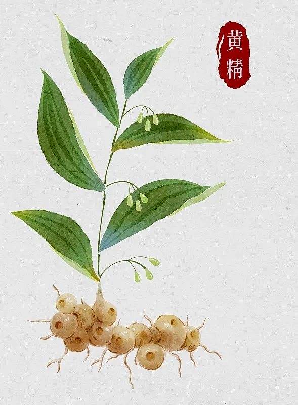 黄精图片—正版黄精图片_高清黄精图片购买、下载-视觉中国vcg.com-花瓣网