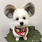 #日本城市画报# 日本有只可爱的马尔济斯跟蝴蝶犬的混血犬狗狗ゴマ，ゴマ是４岁的女孩，现在住在日本东京，她很幸运的混到了奇特的基因，两只招风耳可真是可爱到爆呀！ ​​​​