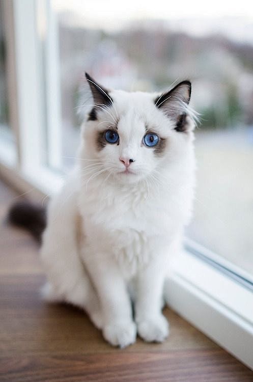 awwww-cute:  Those e...