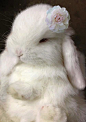 bunnies: