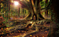 General 1440x900 nature trees branch leaves Photoshop roots fallen leaves Sun door forest treehouse moss