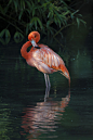 American Flamingo by Edoardo Mazzucco on 500px