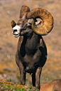 大角羊,公羊,勇士,自然,垂直画幅,奖杯,野生动物,捕猎行为,阿尔伯塔省,西