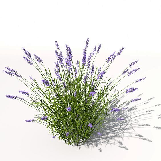 lavender plant flowe...