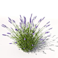 lavender plant flowers 3d model