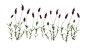 植物学,植物,成一排,花,熏衣草_78390168_Lavender_创意图片_Getty Images China