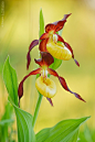 Cypripedium calceolus