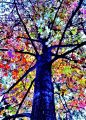 The changing of the season lets nature flaunt its beauty. This is what a tree will look like in heaven..all the colors on one tree: 