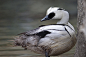 Smew (by vpickering)