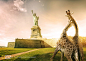 Your city will go wild : A campaign for national geographic channel.Your city will go wild