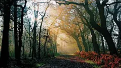 唯美丛林之路壁纸【唯美意境桌面壁纸_穿越丛林电脑壁纸】