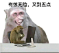 猴子表情包