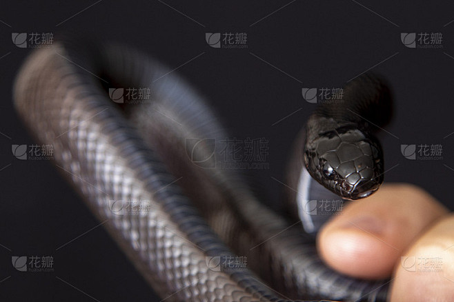 墨西哥黑王蛇(Lampropeltis getula nigrita)是较大的青色科蛇的一部分，也是