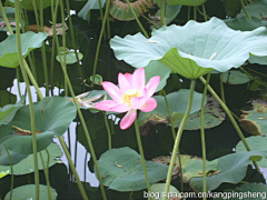 花瓣--雨采集到花卉植物壁纸