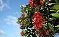 大自然的花蕾宽屏壁纸桌面壁纸3