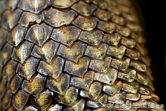 鳞片,蛇,蜥蜴,鳄鱼.龙