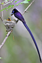 Black Paradise Flycatcher : a male, with very long tail feathers, feeding chicks.