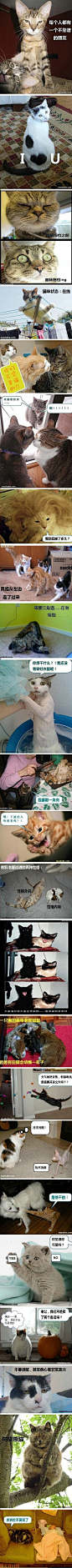 无敌猫咪强大字幕组图，萌人不要命啊。。。#猫咪##搞笑##创意# #喵星人#