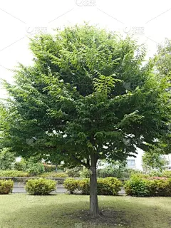 派克大街,自然,垂直画幅,天空,公园,绿色,无人,日本,户外,特写