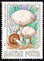 蘑菇,邮票,蘑菇木耳,草地,野菇,取消,垂直画幅,绘画插图,无人,生食