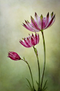  Astrantia 