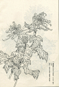 菊谱---白描菊花(70p)陆续发,朋友们共赏 - 【工笔画素材】 - 【中国工笔画论坛】 |工笔画|工笔画视频|工笔花鸟|工笔山水|工笔人物|