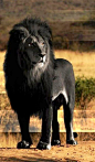 Black Lion..