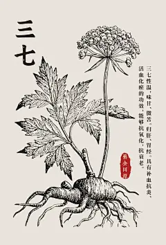 三七、灵芝、半夏、党参线稿图海报！ - 小红书