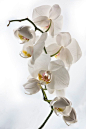 Orchid by Michael _ on 500px