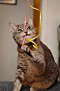 magical-meow:

Dental hygiene (by jonasflanken)