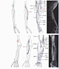 【学人体】男性手臂肌肉块与骨骼~~~（相关微博：http://t.cn/8kidQsn ）