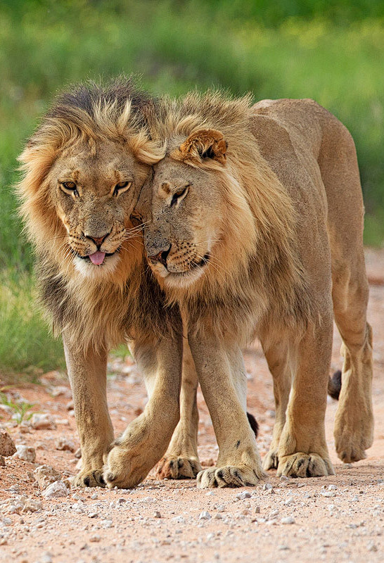 难得一见两头萌萌哒公狮纸