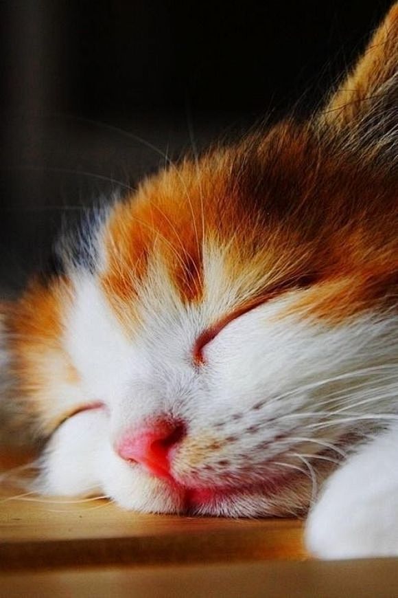 动物 猫咪 狗呆萌 喵星可爱 宠物 自然...