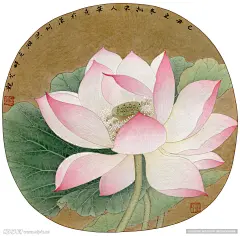出水芙蓉图