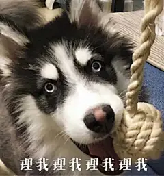 技术帖：直男和小仙女都喜欢用什么样的表情包？