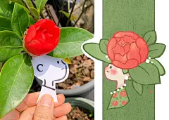 我种的，我拍的，我画的（山茶花）_1_罗罗布_来自小红书网页版